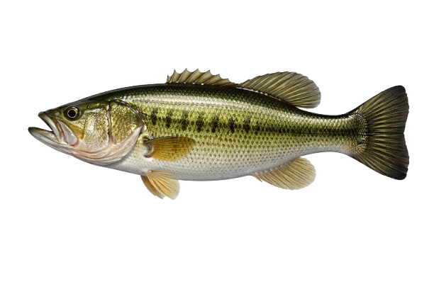 Largemouth Bass